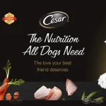 Cesar Beef Dog Wet Food Tray - Image 5