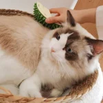 Green Textured Pineapple Cat Chew Toy - Image 5